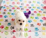 Small #8 Maltipoo (Toy)