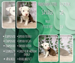 Mutt Dogs for adoption in Jacksonville, NC, USA