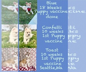 Pomsky Puppy for sale in SEATTLE, WA, USA