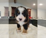 Small Photo #7 Bernese Mountain Dog Puppy For Sale in WATERFORD, MI, USA