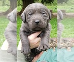 Puppy Charcoal male Labrador Retriever