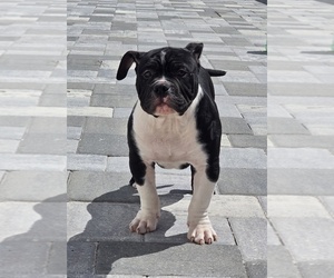American Bully Puppy for sale in NORTH PORT, FL, USA