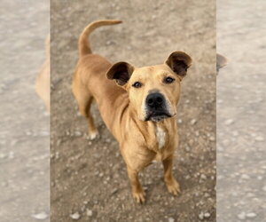 McMuffin - Male Labrador Retriever-Unknown Mix Dog for Adoption - Photo #2