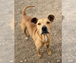Small Photo #2 Labrador Retriever-Unknown Mix Puppy For Sale in Corning, AR, USA
