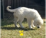 Small #16 Great Pyrenees