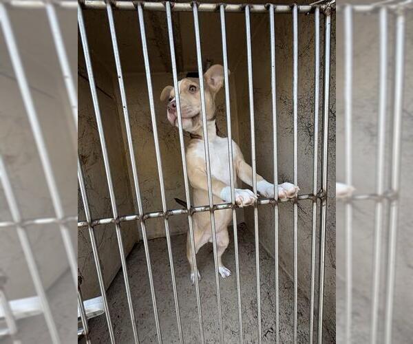 Medium Photo #1 Mastiff-Unknown Mix Puppy For Sale in Oklahoma City, OK, USA