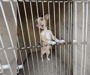 Mastiff-Unknown Mix Dogs for adoption in Oklahoma City, OK, USA