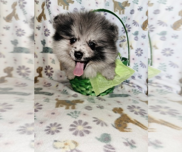 Medium Photo #4 Pomeranian Puppy For Sale in BAKERSFIELD, CA, USA