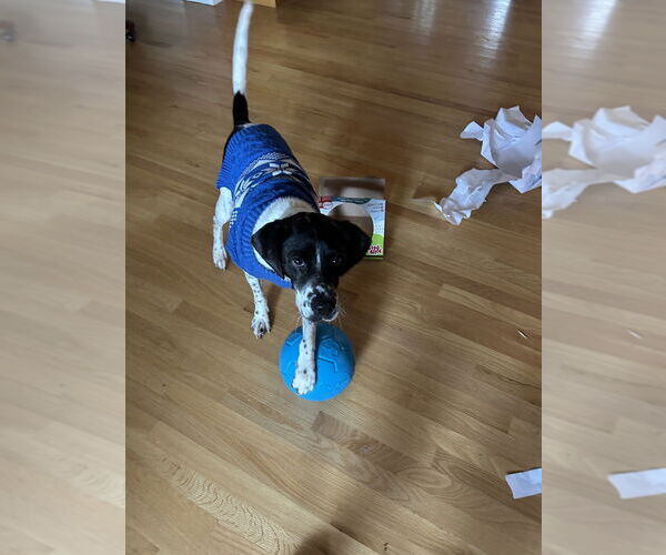 Medium Photo #1 Pointer-Unknown Mix Puppy For Sale in Evansville, IN, USA