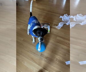 Pointer-Unknown Mix Dogs for adoption in Evansville, IN, USA