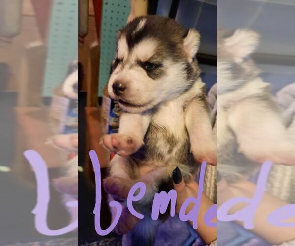Medium Photo #6 Pomsky Puppy For Sale in BARNSTEAD, NH, USA