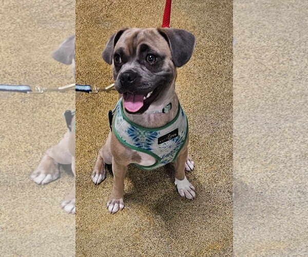 Medium Photo #2 Puggle Puppy For Sale in Missouri City, TX, USA