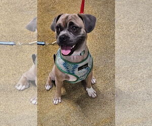 Donahue - Male Puggle Dog for Adoption - Photo #2