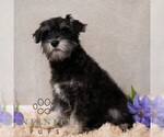 Small #1 Schnauzer (Miniature)