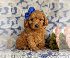 Cavapoo Puppy for sale in QUARRYVILLE, PA, USA