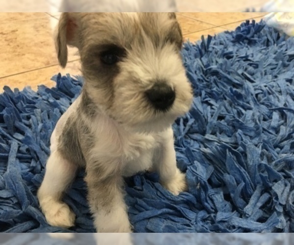 Medium Photo #5 Schnauzer (Miniature) Puppy For Sale in VALRICO, FL, USA