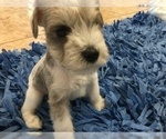Small Photo #5 Schnauzer (Miniature) Puppy For Sale in VALRICO, FL, USA