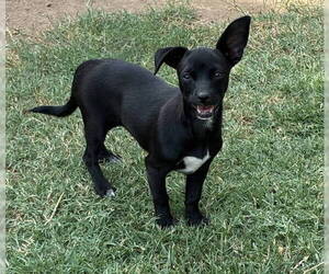 Violet and Daisy - Female Chihuahua Dog for Adoption - Photo #6
