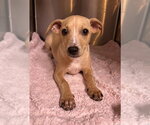 Small #3 Chihuahua Mix