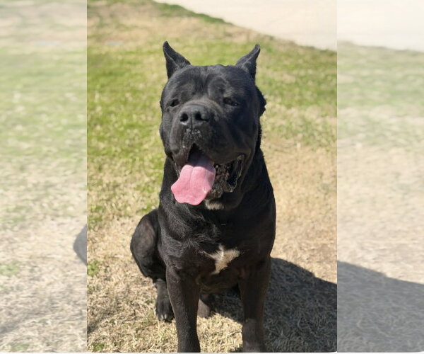 Medium Photo #3 Mutt Puppy For Sale in Goodyear, AZ, USA