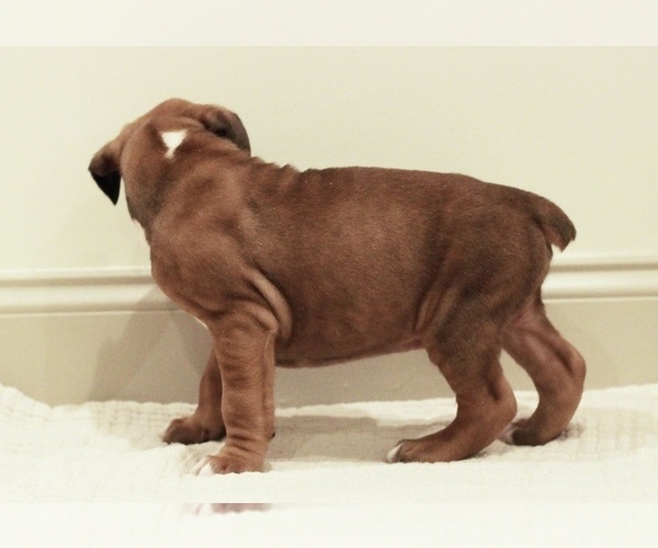 Medium Photo #4 Boxer Puppy For Sale in DENVER, PA, USA