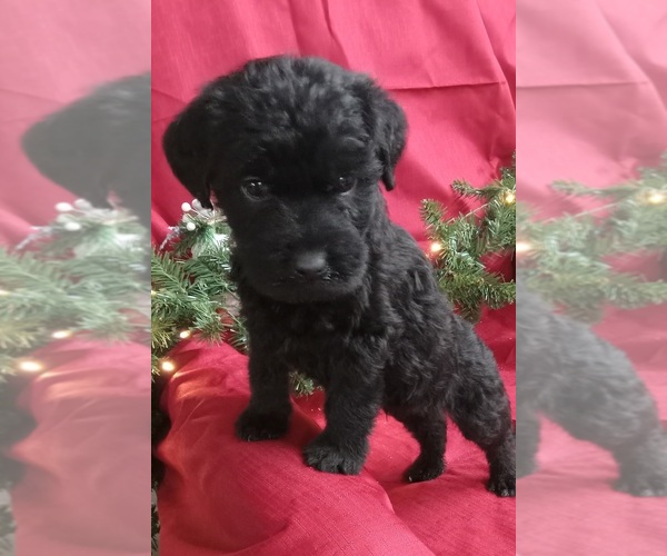 Full screen Photo #4 Labradoodle Puppy For Sale in REA VALLEY, AR, USA
