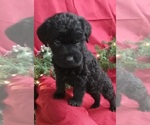 Small Photo #4 Labradoodle Puppy For Sale in REA VALLEY, AR, USA
