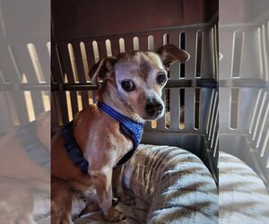 Justin - Male Chihuahua Dog for Adoption - Photo #2