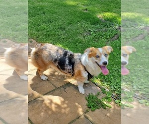 Mother of the Pembroke Welsh Corgi puppies born on 07/08/2022