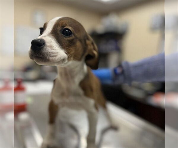 Medium Photo #1 Labbe Puppy For Sale in Center Township, PA, USA