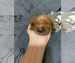 Small Photo #3 Golden Retriever Puppy For Sale in BYRON, GA, USA
