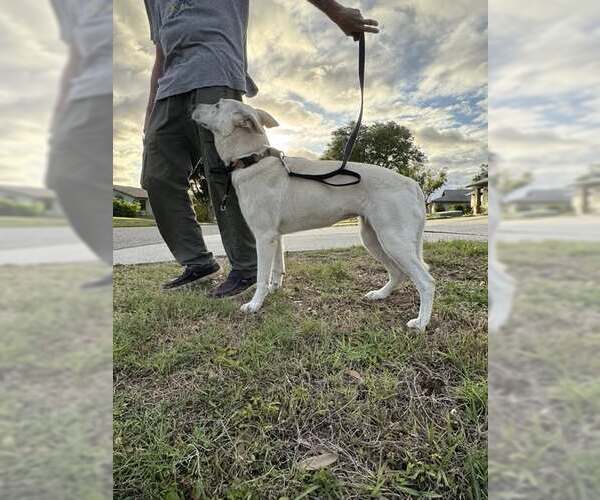 Medium Photo #3 - Mix Puppy For Sale in Hoffman Estates, IL, USA