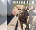 Small #2 American Pit Bull Terrier Mix