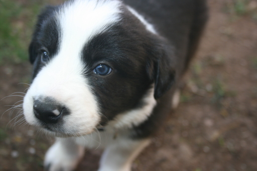 Medium Photo #1 Border Collie Puppy For Sale in CHANDLER, AZ, USA