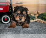 Small #2 Yorkshire Terrier