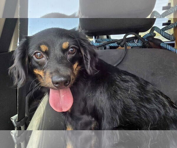 Medium Photo #3 Markiesje-Spaniel Mix Puppy For Sale in Oakhurst, NJ, USA