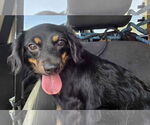 Small #2 Markiesje-Spaniel Mix