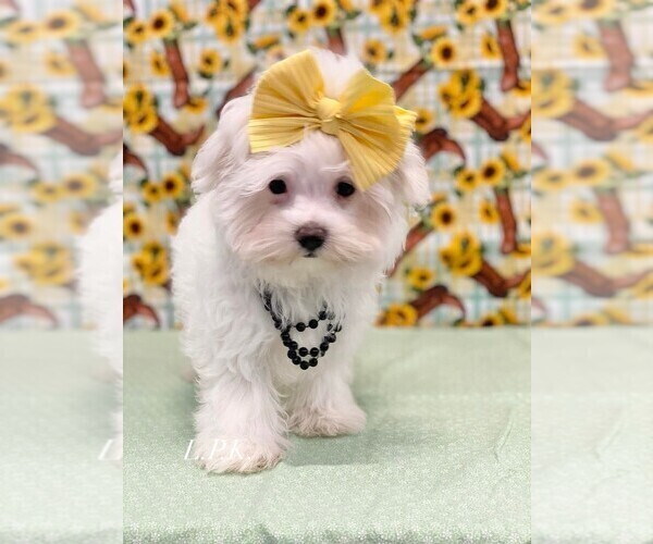 Medium Photo #3 Maltese Puppy For Sale in WINNSBORO, LA, USA