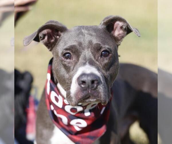 Medium Photo #1 American Staffordshire Terrier-Unknown Mix Puppy For Sale in San Antonio, TX, USA