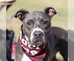 Small American Staffordshire Terrier Mix