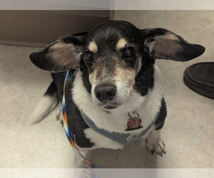 Beagle Dogs for adoption in Holland, MI, USA
