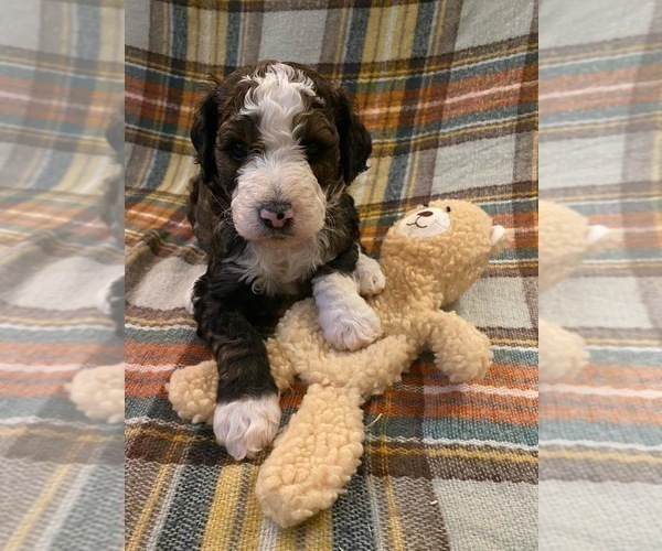 Medium Photo #1 Aussiedoodle-Poodle (Standard) Mix Puppy For Sale in COTTAGE GROVE, OR, USA