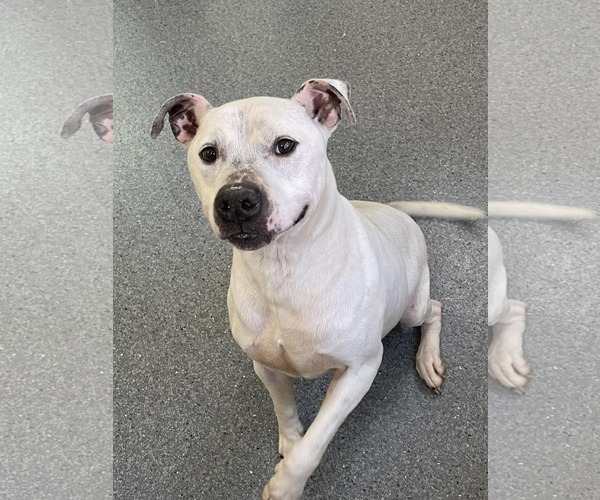 Medium Photo #1 Mutt Puppy For Sale in Low Moor, VA, USA