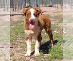 Puppy RTM Australian Shepherd