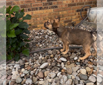 Small #5 French Bulldog