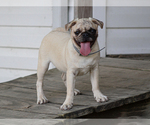 Arlin - Male Pug Puppy for Sale - Photo #2