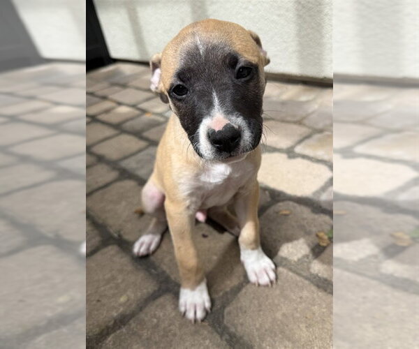 Medium Photo #1 Mutt Puppy For Sale in Santa Cruz, CA, USA