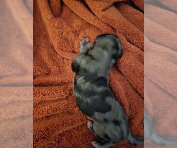 Medium Photo #11 Irish Dane Puppy For Sale in SPRINGFIELD, MO, USA