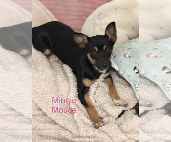 Medium Photo #1 Chihuahua-Unknown Mix Puppy For Sale in Turlock, CA, USA