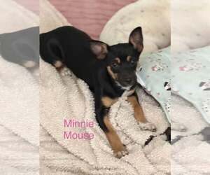 Chihuahua-Unknown Mix Dogs for adoption in Turlock, CA, USA